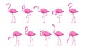 Flamingo. Exotic tropical bird. Set of flamingos. Exotic animals. Cute pink flamingos collection in different poses. Royalty Free Stock Photo